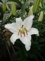 [5284 Robin Van Galen No02.JPG]